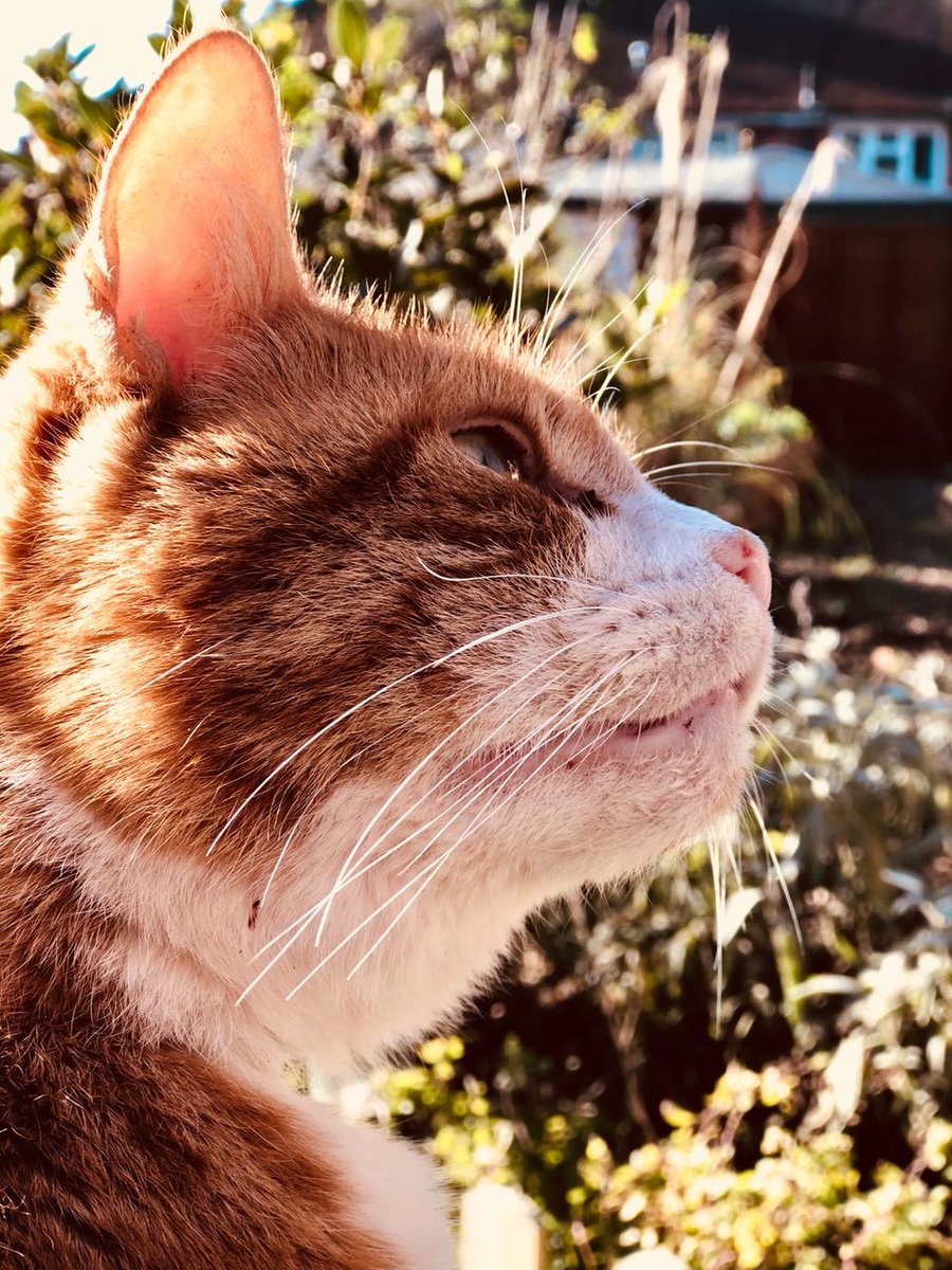 Rough Giraffe - Podcast tweet media