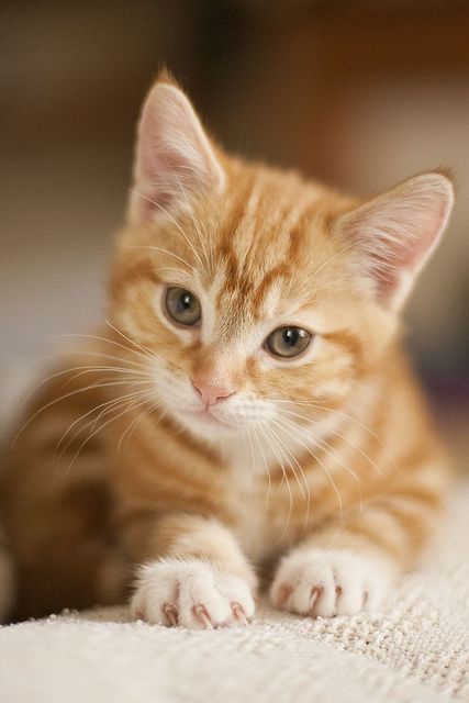 What a cutie ☺ ♥

#cats #CatsOfTwitter