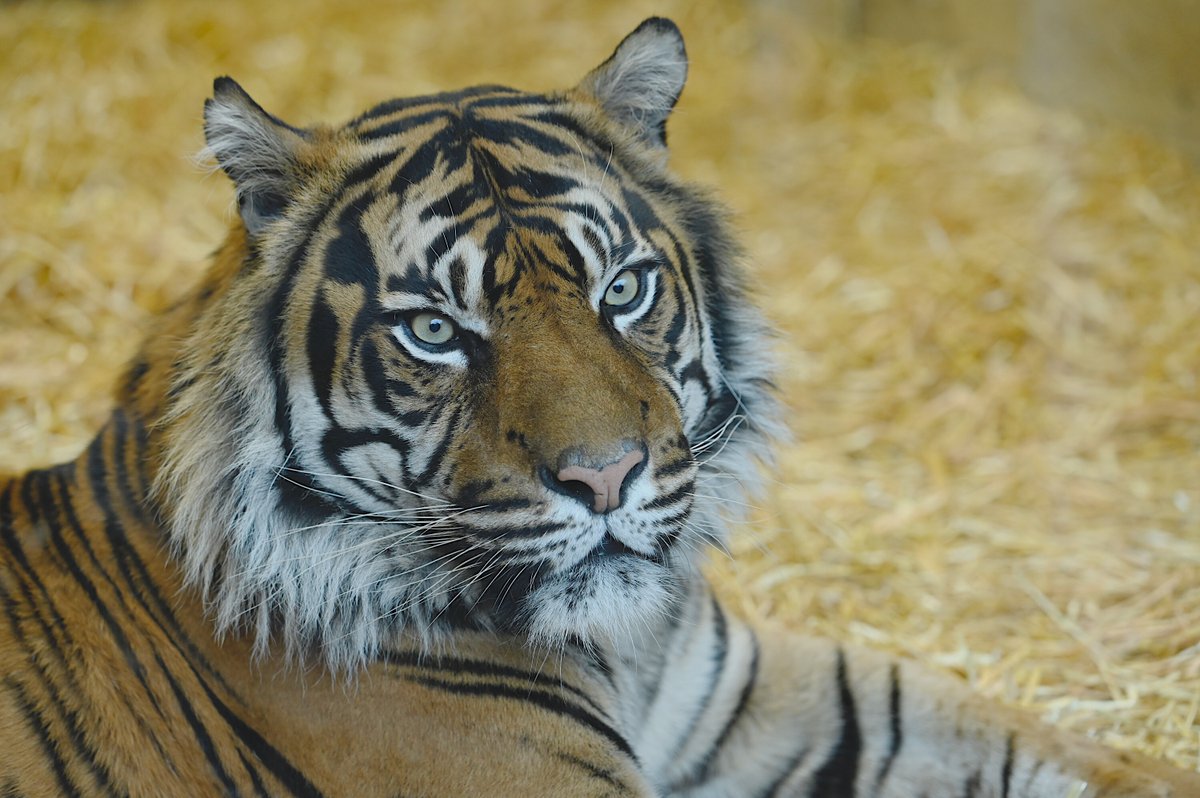 AliceHe_'s tweet photo. Delighted to launch Edinburgh's Chinese New Year Festival today at @EdinburghZoo with Sumatran tiger Lucu! 🐯 The Year of the Tiger officially begins on 1 Feb and symbolises strength, courage and triumph over evil. #CNYEdinburgh https://t.co/VypFBIBsLl