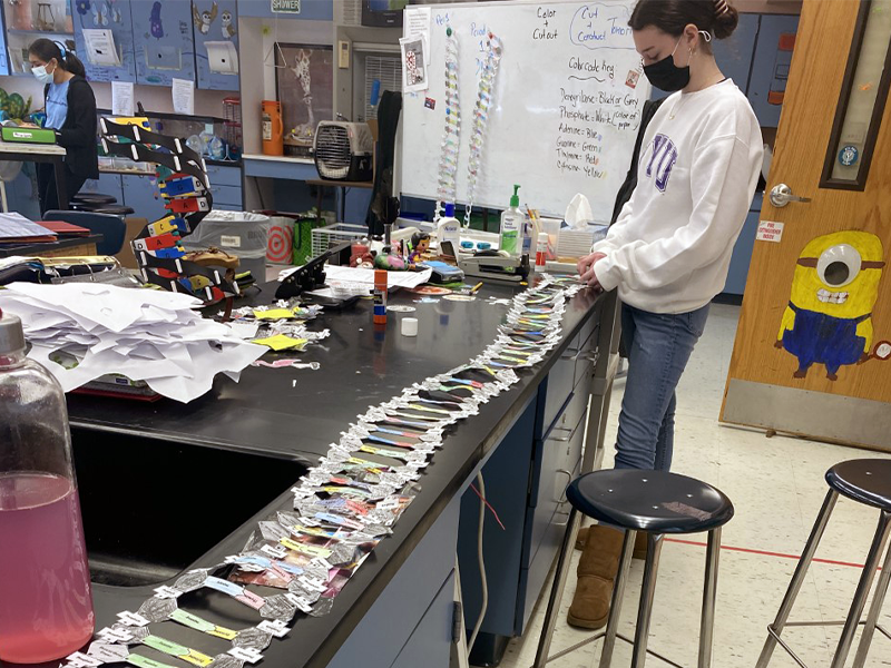 Last week, <a href="/SOMS_News/">South Orangetown Middle School</a> students in Janesa Martinez’s seventh grade science class actively prepared for their upcoming unit focused on cell division and genetics – completing a collaborative class model of DNA!