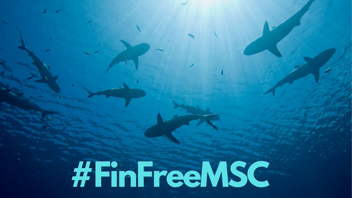 AWIOnline's tweet photo. AWI and others are calling upon @MSCecolabel to strengthen their standards and put a stop to #shark finning. MSC must require Fins Naturally Attached for certified fisheries—no exemptions! @FixMSCNow #FinFreeMSC Read the article from @SeafoodSource: https://t.co/1ZYsaI8uk5 https://t.co/rnhmMMCM3X