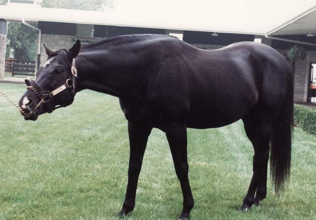 HORSERACING1002's tweet photo. J O TOBIN (NEVER BEND)
#JOTobin champion 2 year old in England a Champion Sprinter in USA stood @spendthriftfarm https://t.co/4zRtCz9I8r