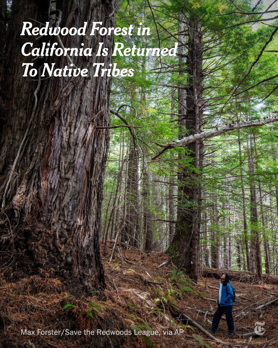 Ownership of 523 acres of a redwood forest in California was returned to 10 native tribes who will serve as the land’s guardians, a conservation nonprofit said. The area was the hunting, fishing and ceremonial grounds of generations of Indigenous people. nyti.ms/3rQXr6f