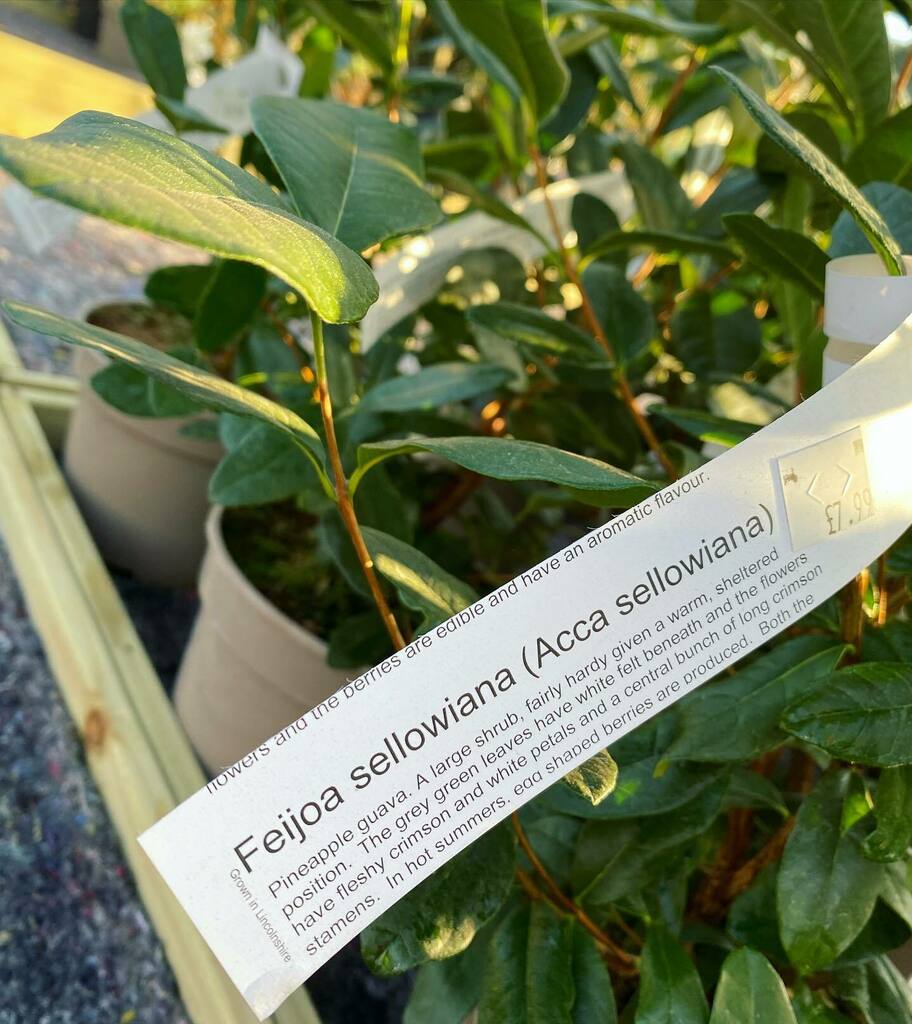 ToftwoodGC's tweet photo. Feijoa Acca Sellowiana (pineapple guava) 3L £7.99 

Another Very unique and unusual plant to add to your garden !! 

Feijoa (Acca) Sellowiana or Pineapple Guava is an evergreen, large shrub, with thick grey – green leaves, originally introduced from Arge… https://t.co/gZBbQCZASi https://t.co/y1TNYlfQiQ