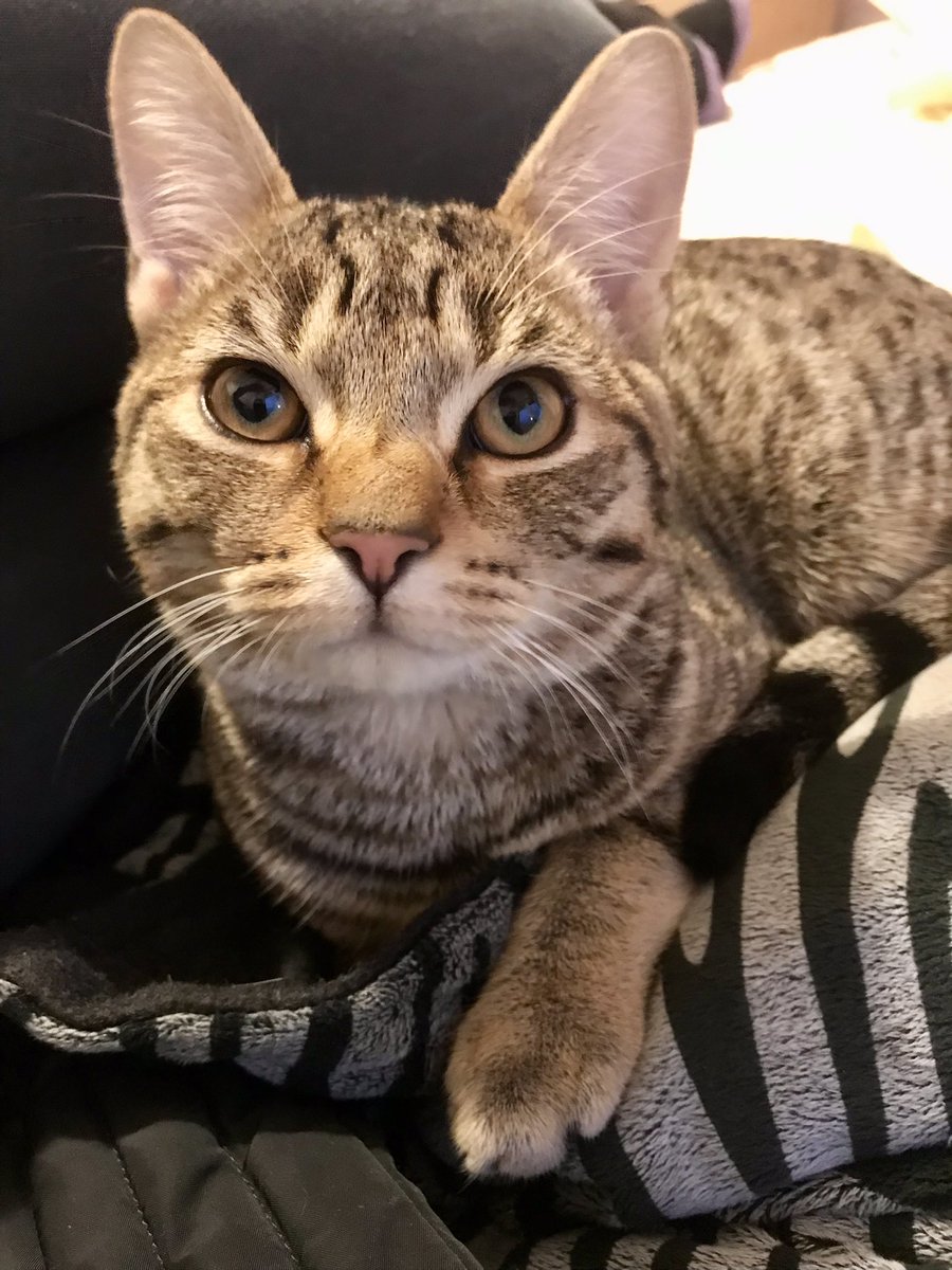 BIG SURPRISE!!!

Turns out I’m a BOY! Kept that a secret for a while. 

Now mama’s dilemma: does she still call me Lily (with a willy) or does she give me a new name? HELP!!!!
#catsoftwitter #catname #boycat