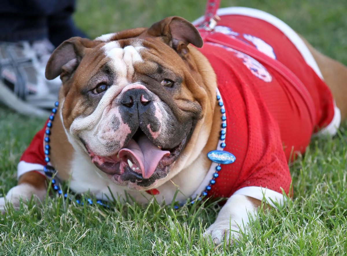 What positions on a football team, coaching staff, front office, league office, and ESPN would diffrent breeds of dogs play? MY COLUMN
bars.tl/3403476