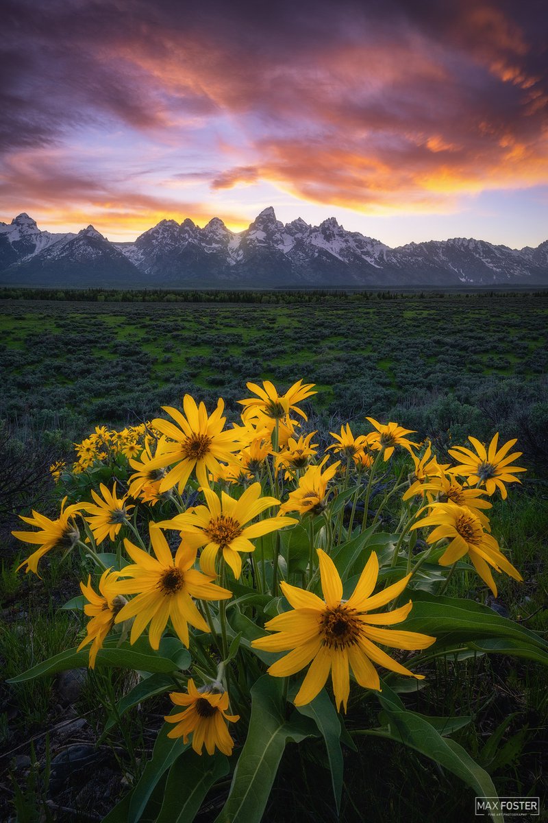 MaxFosterPhoto's tweet photo. Renewal - Grand Teton National Park https://t.co/jBI55CjnKY