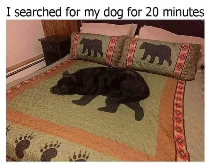 eNetworkSuccess's tweet image. #dogs #WednesdayMotivation #pets #humor