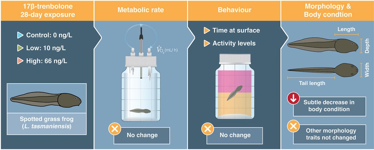Bob Wong (@bbmwong.bsky.social) (@bbm_wong) on Twitter photo 1/2. New paper led by <a href="/Martin_J_M_34/">Jake M Martin</a> investigating effects of a common androgenic pollutant on tadpoles. In contrast to other taxa, early life exposure had no effect on tadpole body size, metabolic rate, or behaviour (but did affect condition).
sciencedirect.com/science/articl… 1/2. New paper led by <a href="/Martin_J_M_34/">Jake M Martin</a> investigating effects of a common androgenic pollutant on tadpoles. In contrast to other taxa, early life exposure had no effect on tadpole body size, metabolic rate, or behaviour (but did affect condition).
sciencedirect.com/science/articl…