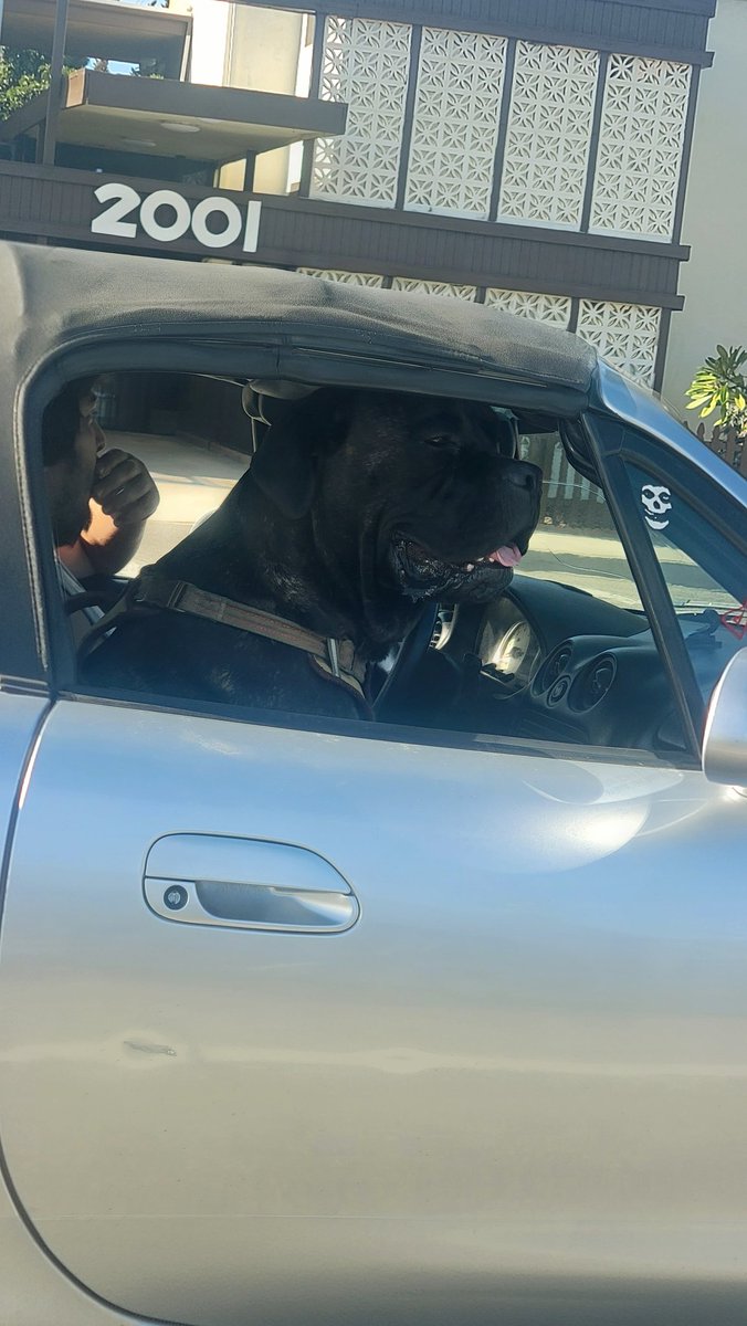 NFTWithMe_'s tweet photo. Excuse me ser, i think you need a bigger car ๐๐๐.
I had to do a double-take real quick ๐
.
#BigBoy #CarpoolBuddy #HisHeadIsHittingTheRoof https://t.co/3BhkKhwC6n