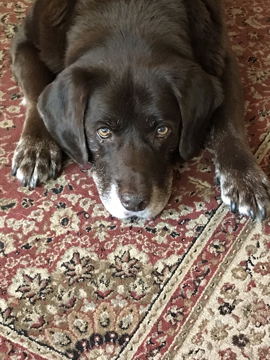 Olli Subridens Canis tweet media