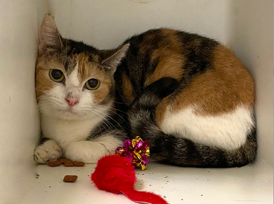 PeterAskin1's tweet photo. Calico kitty "Timestone" 134289 at NYC ACC in #NewYork is a petite kitty &amp; very delicate! Brought in with 4 others she'll need time in a home for her full love to come out! Dies 01/27 if the rescue angels don't come! Adopt! Pledge for rescue! VERY URGENT!
https://t.co/87BadWRmgG https://t.co/sg9v2ODOEw