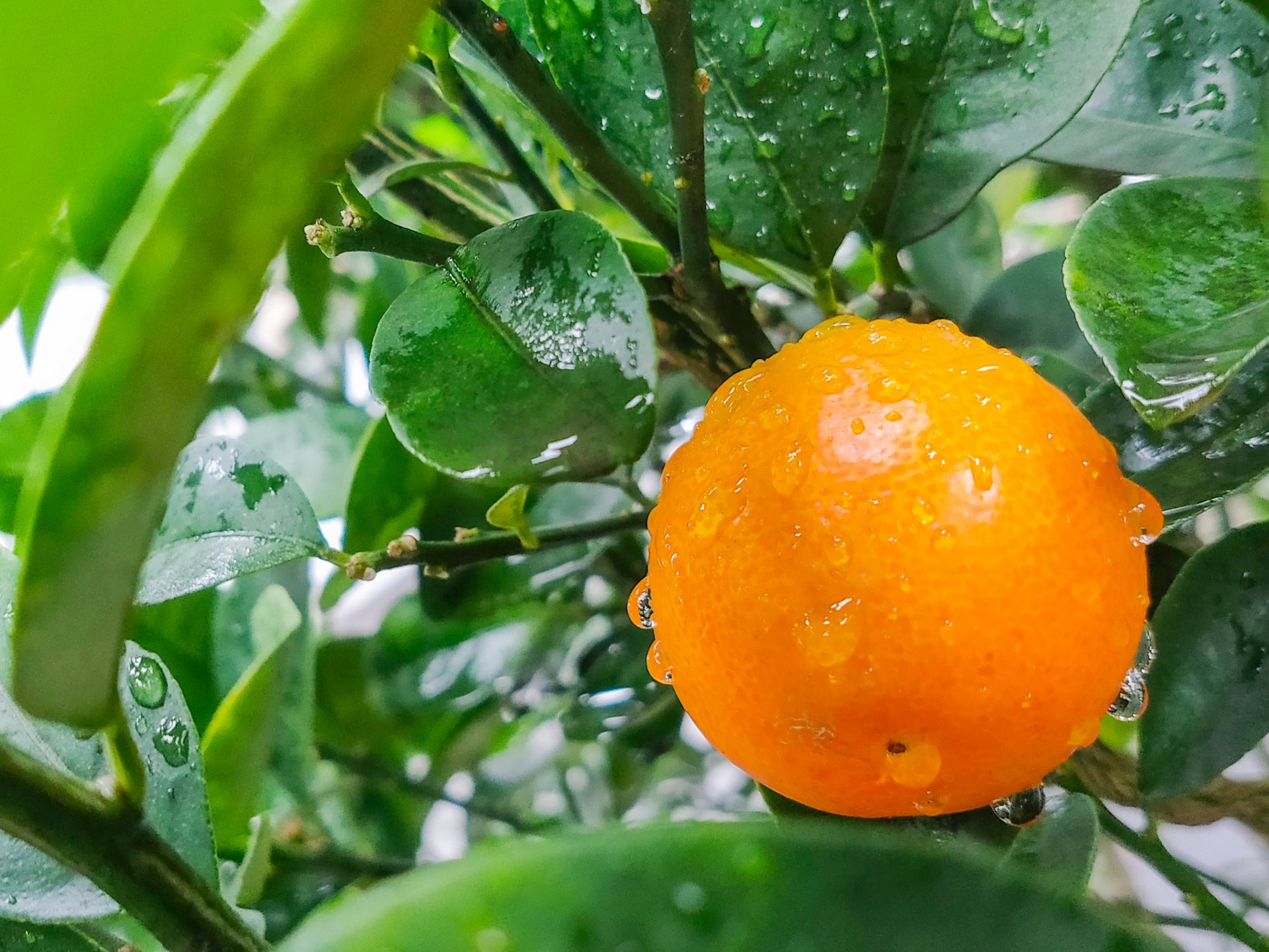 金柑 Twitter Search Twitter