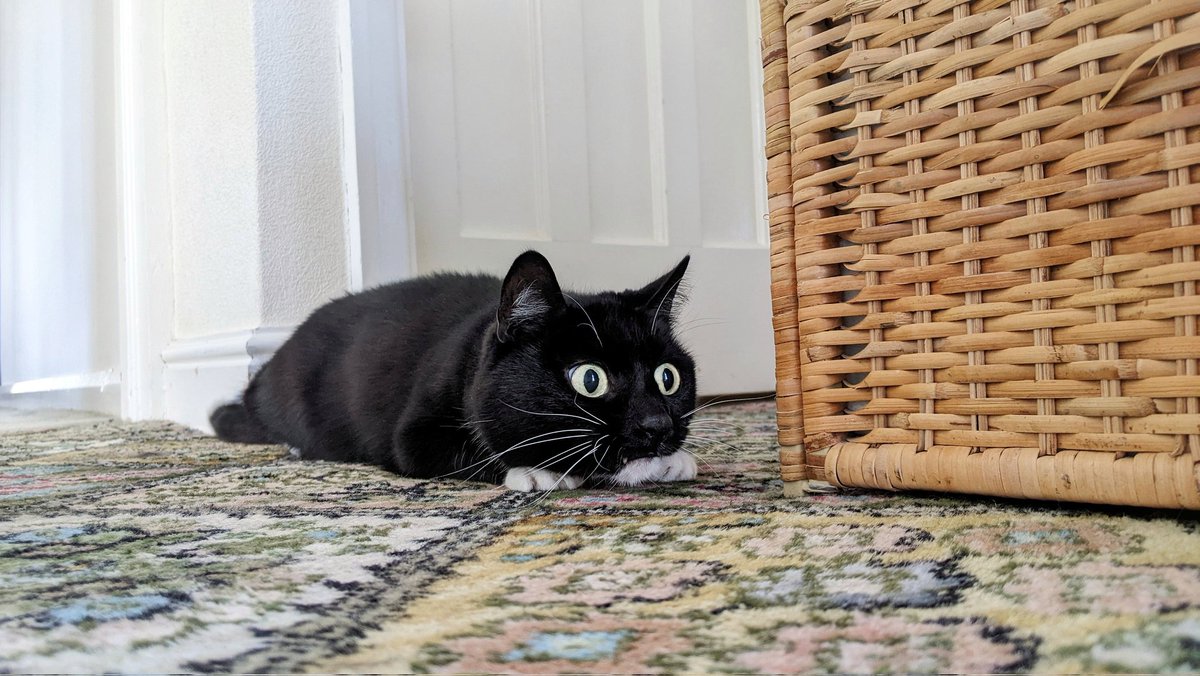 CuriousZelda's tweet image. Are you in danger?! 
Do not fret
This is a job for floor baguette