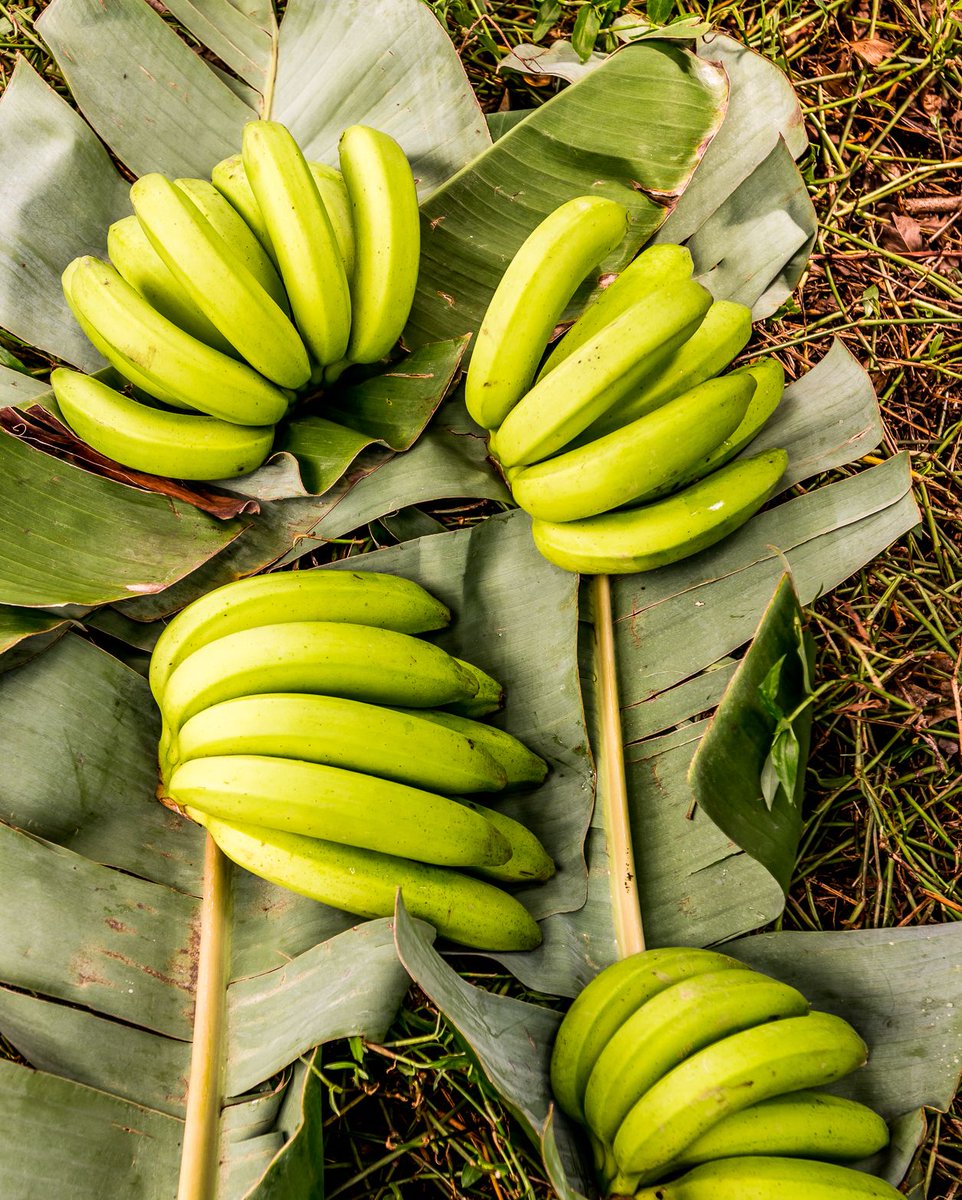 A taste of #SaintLucia locally grown in our very own #bananaplantation at East Winds. 🍌

Enjoy fresh and nutritious #local fruits and veggies right from the garden and straight to your plate.
