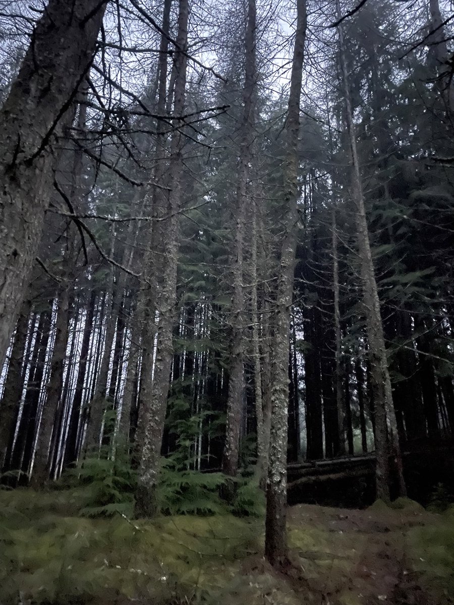 forest_dynamics's tweet photo. First outing with #arborealforest and #forestscanner, lidar based dbh measurements on phone! Both seem to be working well on a rainy Argyll day, much quicker than tapes, calipers. Thanks @ShinichiTatsumi https://t.co/rBonHV852N