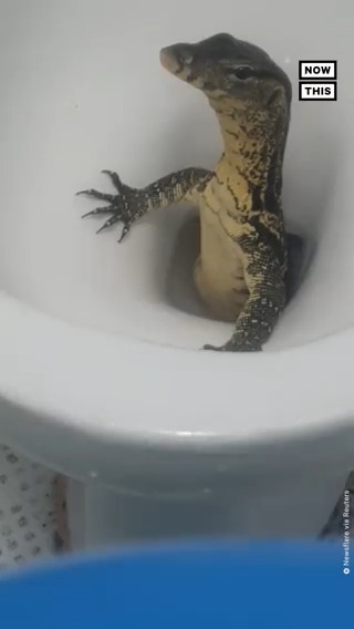 Nowthis A Group Of Tourists In Thailand Found A Monitor Lizard Crawling Into Their Bathroom From Inside A Toilet The Mildly Venomous Animal Took A Look Around And Safely Headed