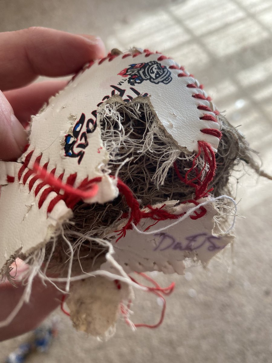 tsmith_lantern's tweet photo. @smartereveryday 😭😭😭 the baseball is not puppy approved https://t.co/RxNGuuk56A