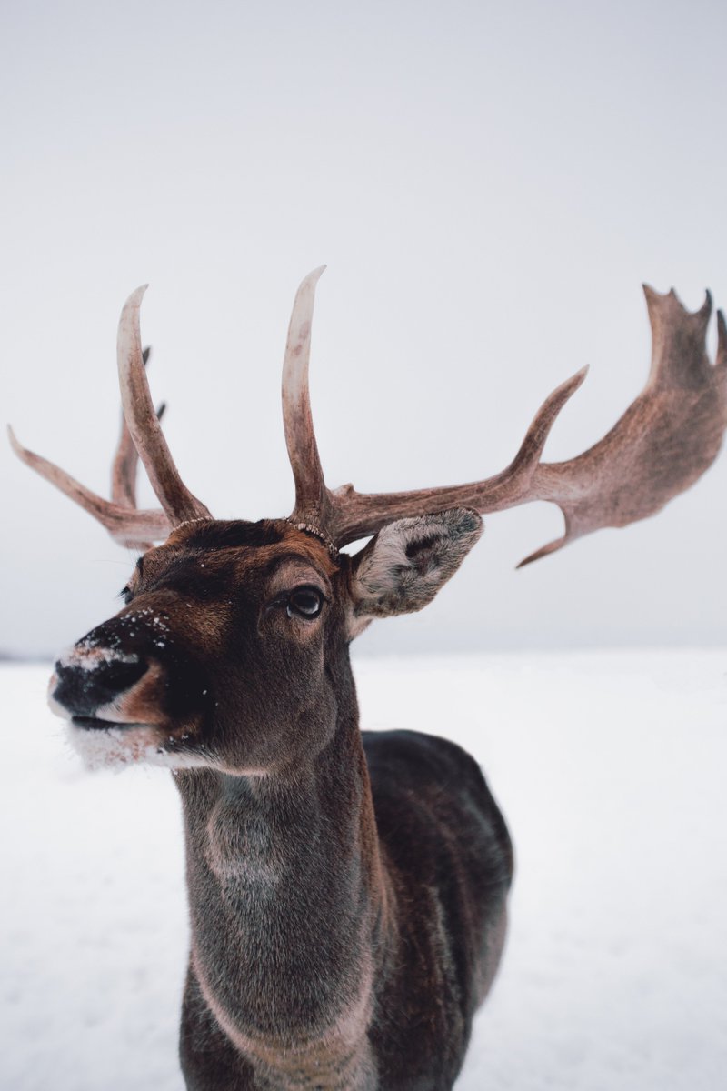 Therelaxedfox's tweet photo. Majestic boi
#deer https://t.co/vpwtD0CvDP