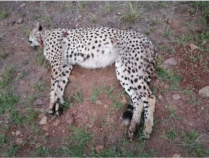 The famous cheetah coalition in Masai Mara, ‘the 5 musketeers’ expelled one member last year, Olpadan. This morning the four remaining coalition members now known as Nne Bora met Olpadan &amp; a fight ensued. Olpadan was sadly killed. Top row, second left is Olpadan.