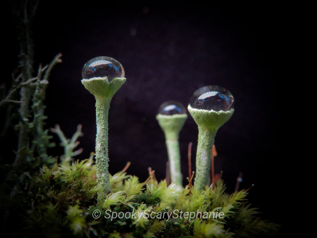 SpookyShrooms's tweet photo. Cladonia fimbriata - Trumpet Cup Lichen aka: Pixie Cup Lichen
"Lichens are a complex life form that is a symbiotic partnership of two separate organisms, a fungus and an alga."
#lichen #fungi #lichenphotography #pixiecup #macrophotography #dewdrops #macro https://t.co/6Loupk6SMC