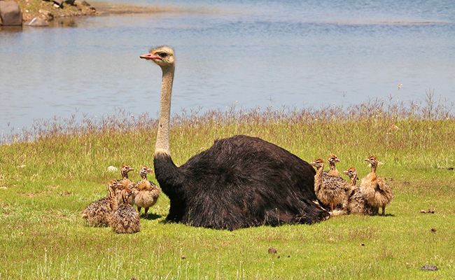 Hey Birdies !

Did you know ?

The African ostrich is considered as the largest bird in the world. A male can measure 2.80 meters in height. And the maximum weight attributed to this bird is 150 kg.

#NFT #NFTCommunity #nftcollector #Ethereum #birds #BirdsInvasion
