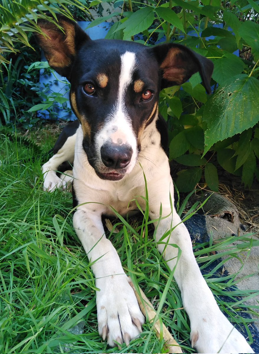 aidcyan's tweet photo. #ValdiviaCL Ella es Inara, una perrita hermosa y juguetona busca un hogar definitivo y responsable donde le entreguen mucho amor ❤ tiene aprox 1 añito, está esterilizada y es de tamaño mediano-grande! Para más fotos o dudas contactarse conmigo

Por favor difundir!! https://t.co/6F9Zw5euzM