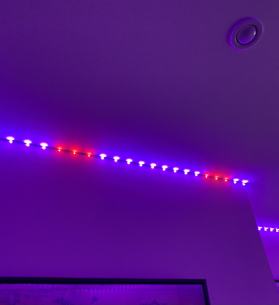 Tanster32's tweet photo. @GoveeOfficial I recently purchased a 20m reel of RGB LED lights and already some of them have failed after just 2 weeks.   Installed 100% correctly.  The biggest issue is that firstly they don’t work but also the adhesive is so strong it won’t remove from the wall. Disaster https://t.co/idGIrhkuZJ