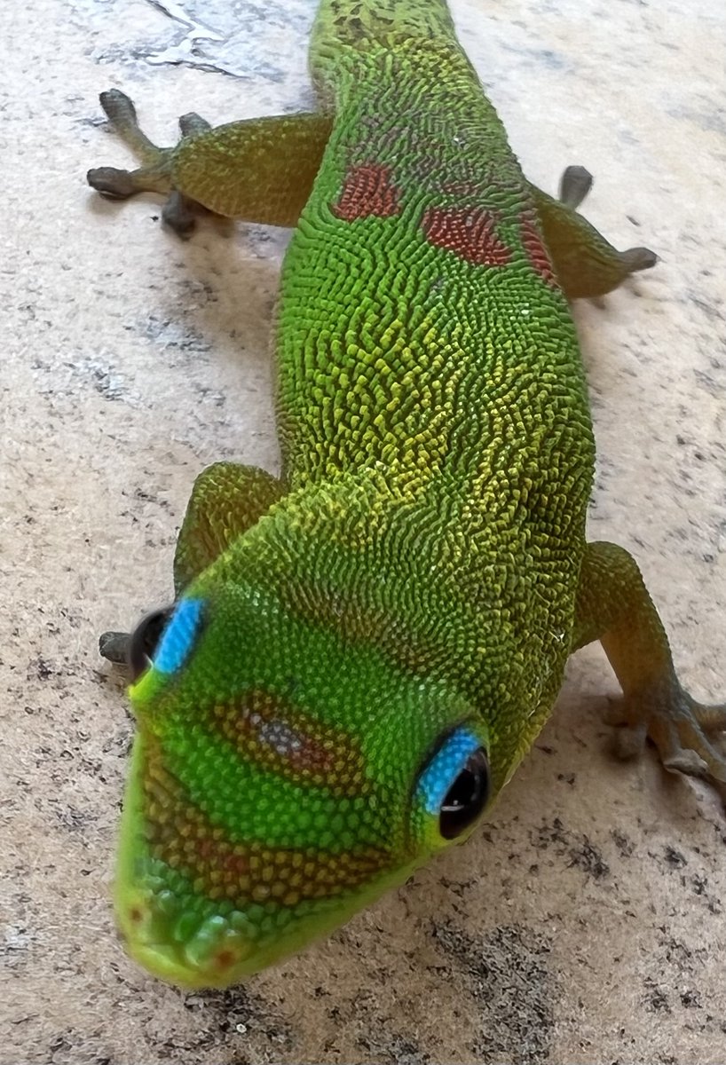 Lobojpm's tweet photo. Shot on iPhone 13 Pro
#ShotoniPhone #iPhonemacrochallenge https://t.co/B7TxfQ6n2g