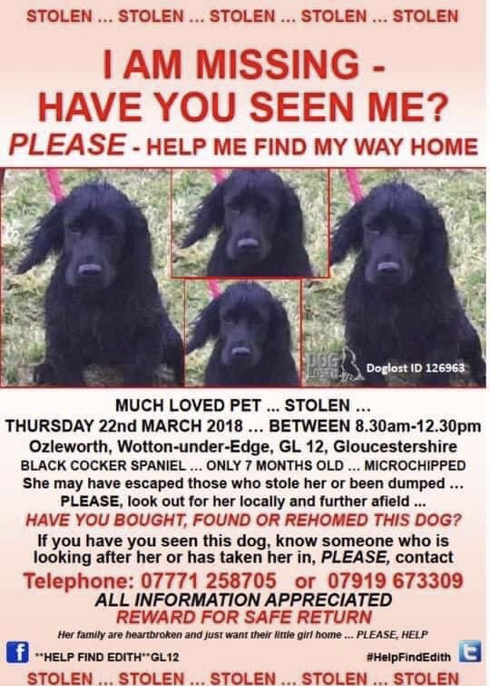 rosieDoc2's tweet photo. #SpanielHour
#STOLEN 22/3/18 between 8.30am-12.30pm #WottonUnderEdge (#Ozleworth ) #GL12
EDITH was only young….please DONT say she’s been used for breeding
SO HOPING THIS LITTLE GIRL IS LIVING WITH PPL WHO LOVE HER TO BITS🤞
Where are you EDITH?
https://t.co/LVpcy4HJfp https://t.co/41A2SLLc9T