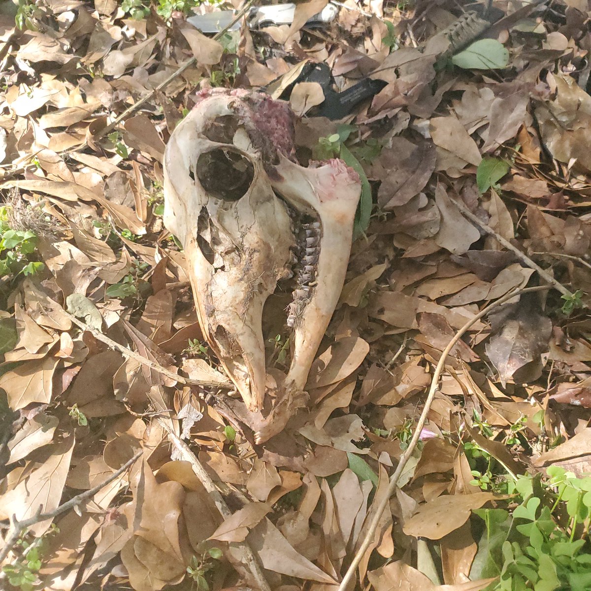 Inezapan tweet media