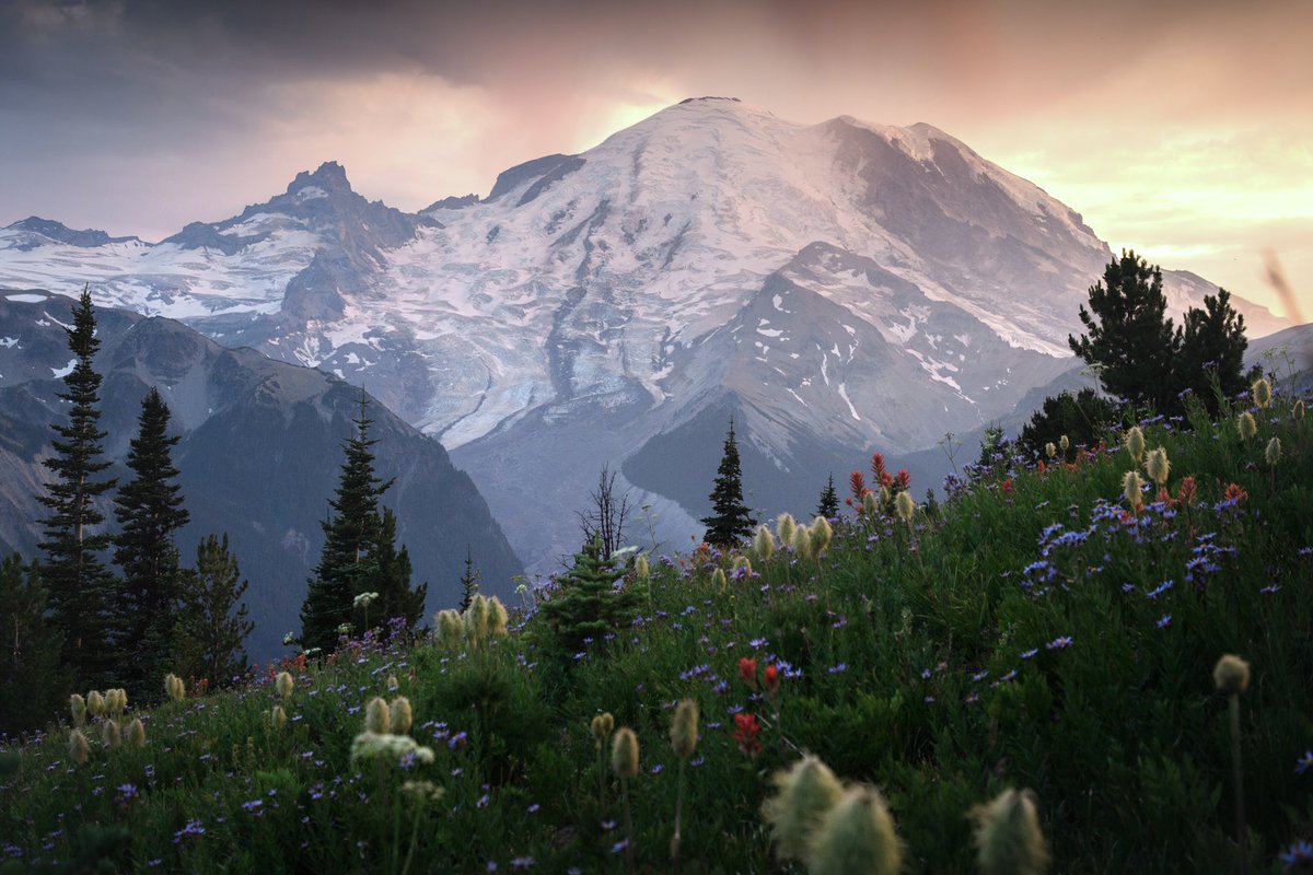 ElliotHawkey's tweet photo. Photos I took in Mt. Rainier National Park 🏔 https://t.co/GClJ9z4kGA