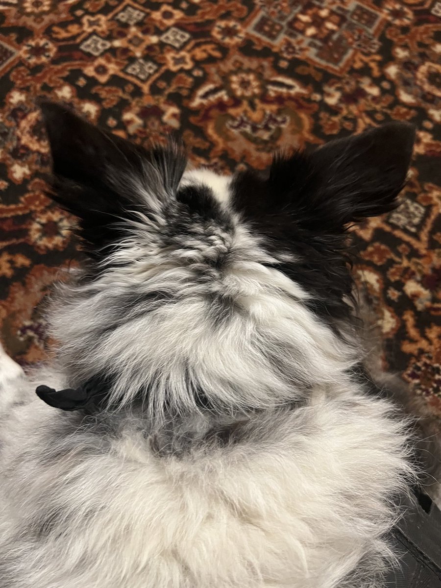 Profile 🐾🐾😀