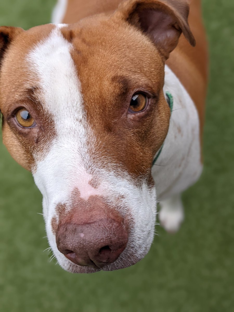 periwickles's tweet photo. Katie is waiting for her forever home @GreenhillHumane She is a smart, independent lady who expresses her affection by licking your entire face. What's not to love? ☺️❤️ https://t.co/7OqUh7GyYK
