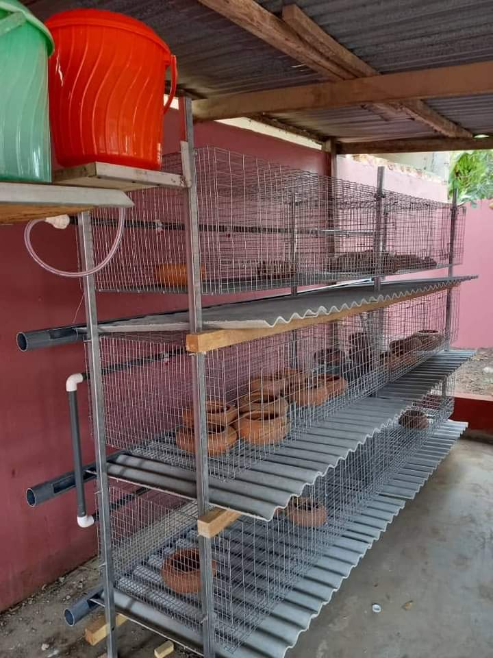 DapsonRabbitry's tweet photo. As a rabbit farmer cage construction is key. Once u get it wrong your farmer is dead. Get It always clean &amp; safe #rabbitinvestment 

@AkwaboahMusic @Anita__Akuffo @gyaigyimii @leslie_kkay @thenanaaba @Alhajhi @gaanaboy @rabbittfarming @RPreneurs @KojoAB @mrQuophie @johndumelo https://t.co/8fVBl8BVND