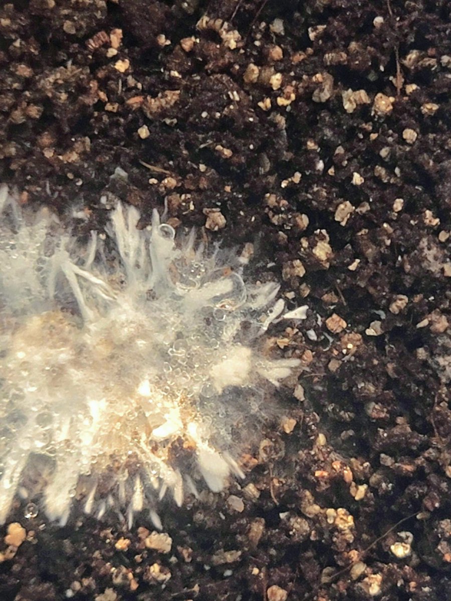 GoosemilkThePhotographer (@goosemilkp) on Twitter photo 