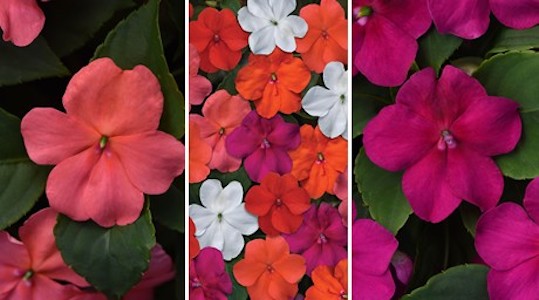 FloralDaily tweet media