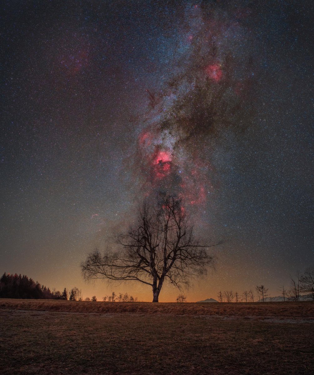 redditSpaceView's tweet photo. A tree in a company of a swan https://t.co/E0ZEHgD5gN