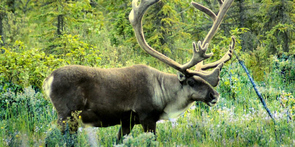 Aux nouvelles régionales avec Sylvie Aubut, Caroline Duchesne directrice régionale du Conseil régional de la Gaspésie et des Îles-de-la-Madeleine réclame un moratoire sur les coupes forestières dans l’habitat du caribou. Entrevue à partir de la 4e minute.
buff.ly/3KCm3Z7