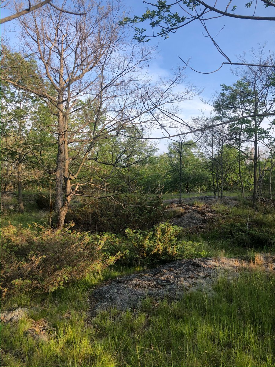 QUBioStation's tweet photo. #UpdatesFromTheField! The 2021 QUBS field season continued to be limited in operations, with the QUBS kitchen closed and fewer researchers  on site.  We were able to support a few research projects and continue  data collection for QUBS long term monitoring projects. https://t.co/r8cZvKzbMQ
