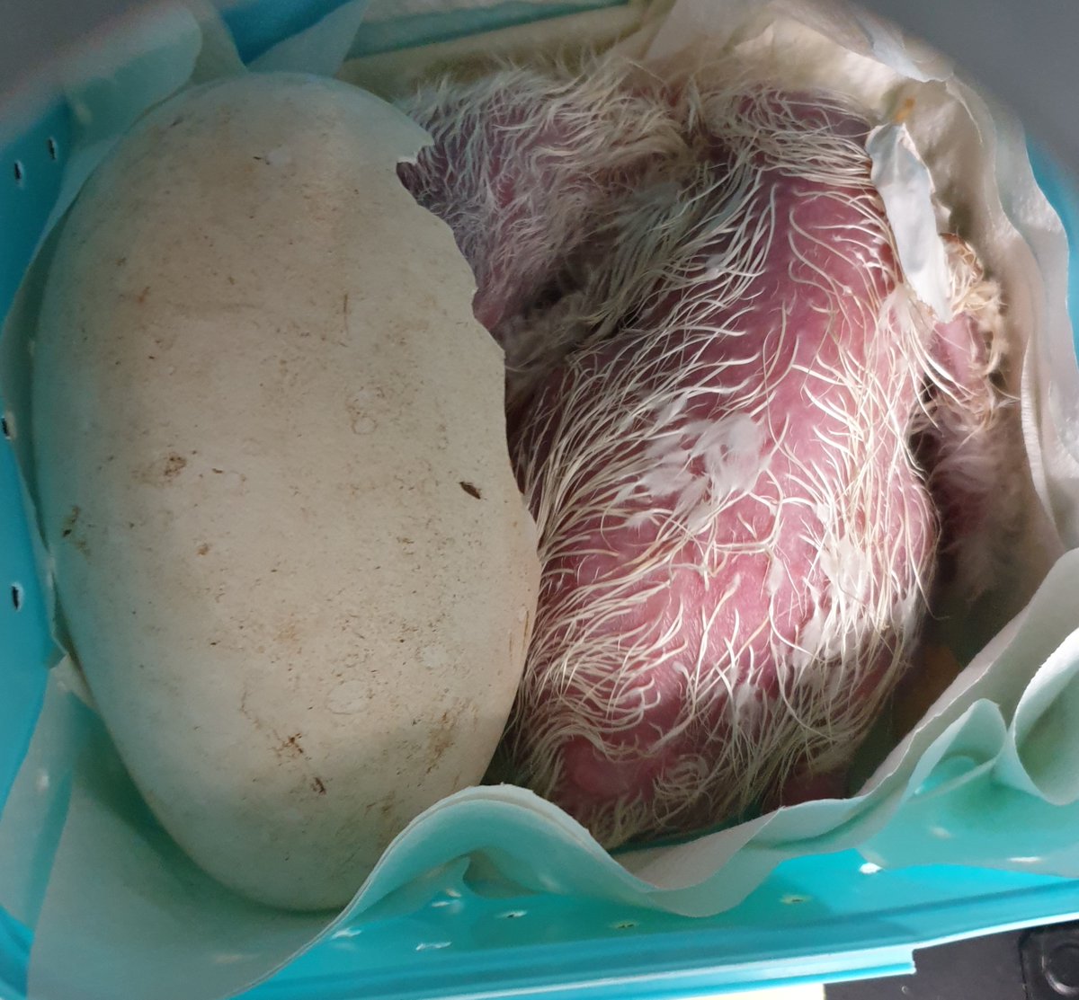 RoyAlbatrossCam's tweet photo. In its first moments out of the shell, the Royal Albatross chick from the Quarry Track nest looks cozy in the incubator on January 26. Down feathers are still damp after hatch and need some time to air dry and provide fluffy insulation. 

📷 Sharyn Broni | DOC https://t.co/YKw9Xt8WwF