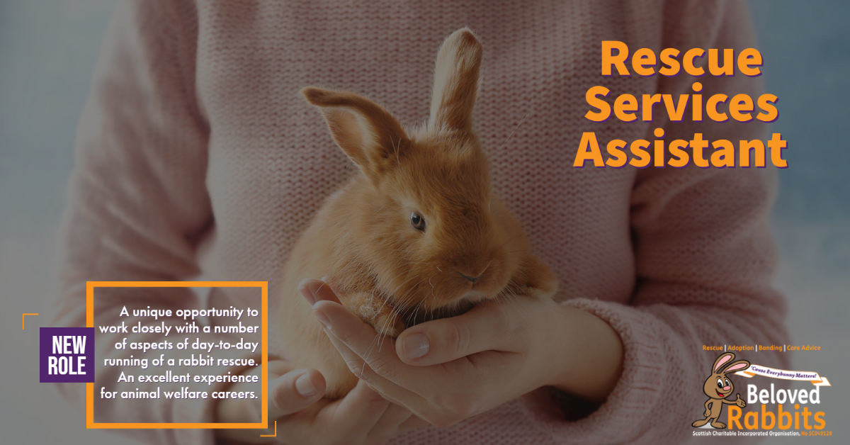 BelovedRabbits's tweet photo. New Voluntary Role: Rabbit Rescue Assistant 💕🐰

This is a truly unique opportunity for an individual with a strong interest in rabbit welfare &amp; animal rescue.

Get more info:

https://t.co/h8K6pD0Md6

#volunteer #Glasgow #RabbitRescue #rescuerabbits https://t.co/uG4hp4THg4