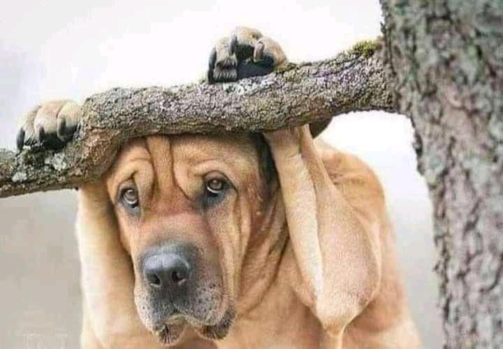 Девочка сидит на дереве. Обезьяна на диване. Упоротая лиса. Хочется внезапной радости картинка. Что нибудь стоящие.