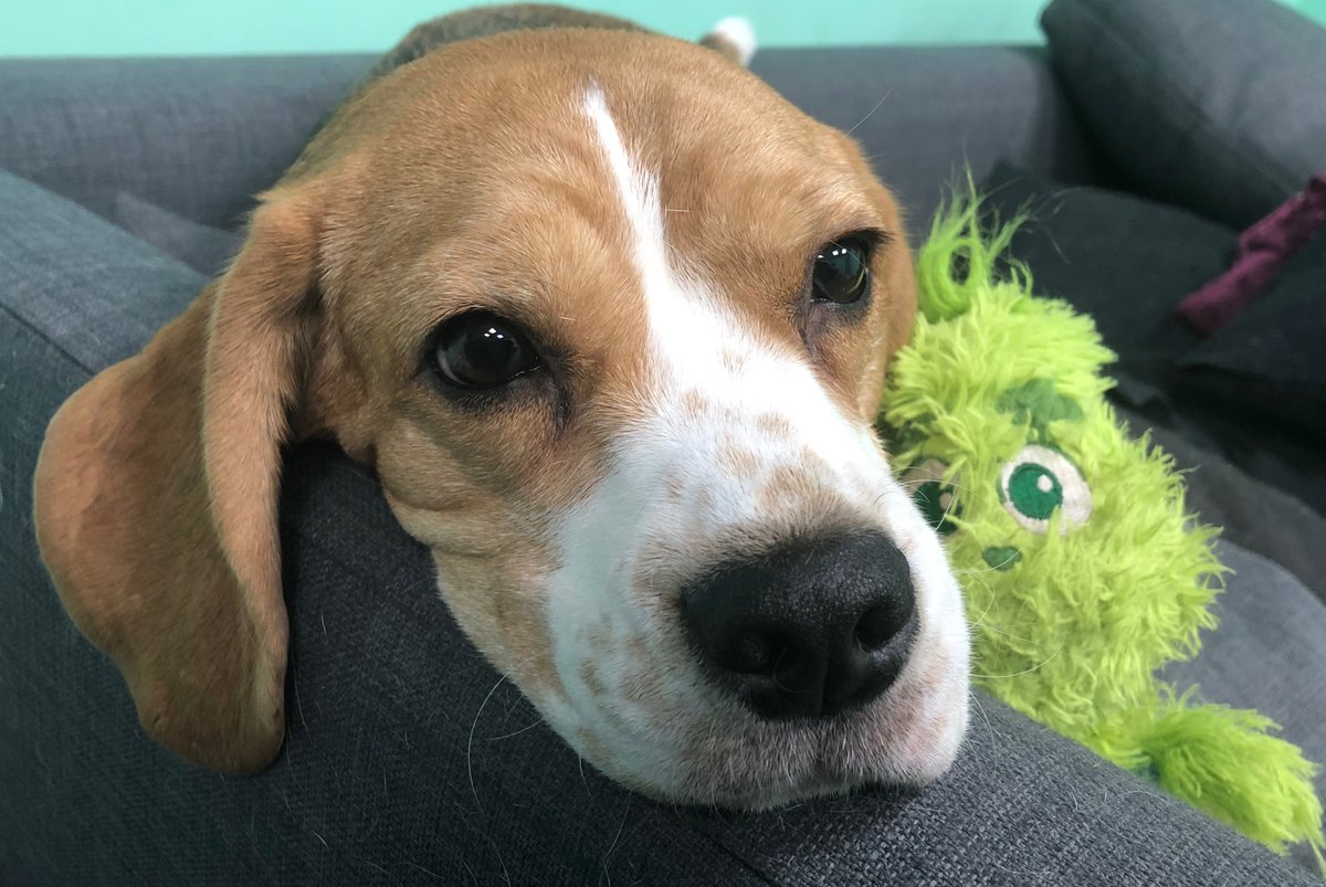 This is my Daisy talking to her Grinchy today on #BellLetsTalk day.  I know she helps me feel better too.  Sometimes I think we should be more like pets, open, honest and non judgemental.