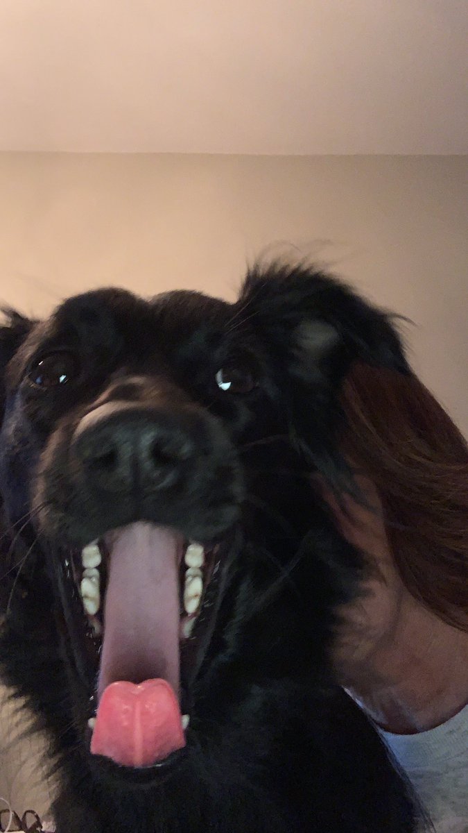 Deze hond heeft t zooo goed… #zijweethetzelfniet