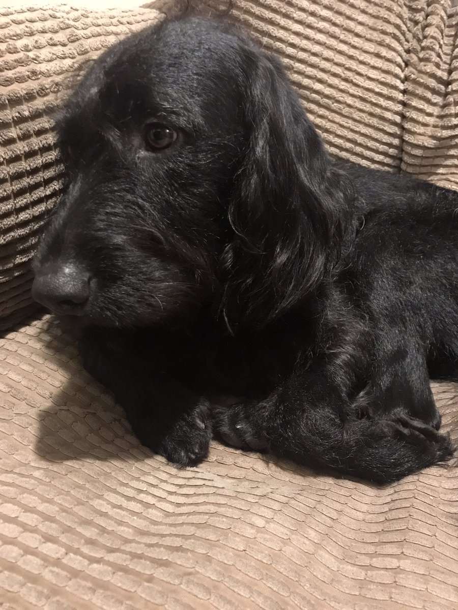 munchermoo's tweet photo. One sleeps till my ‘doggy day spa’ 🚫🍒me juz hadz me baff so me smellz nice fur de Dogtor! #floofy #fluffy #dogsoftwitter #DogsofTwittter #zshq #bitnervous #itwillbefine 😬 https://t.co/7PUgBCl8wq