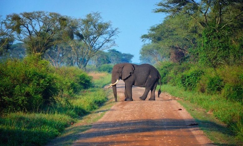مصرع سائح سعودي بعد أن دهسه فيل خلال رحلة سافاري في أوغندا