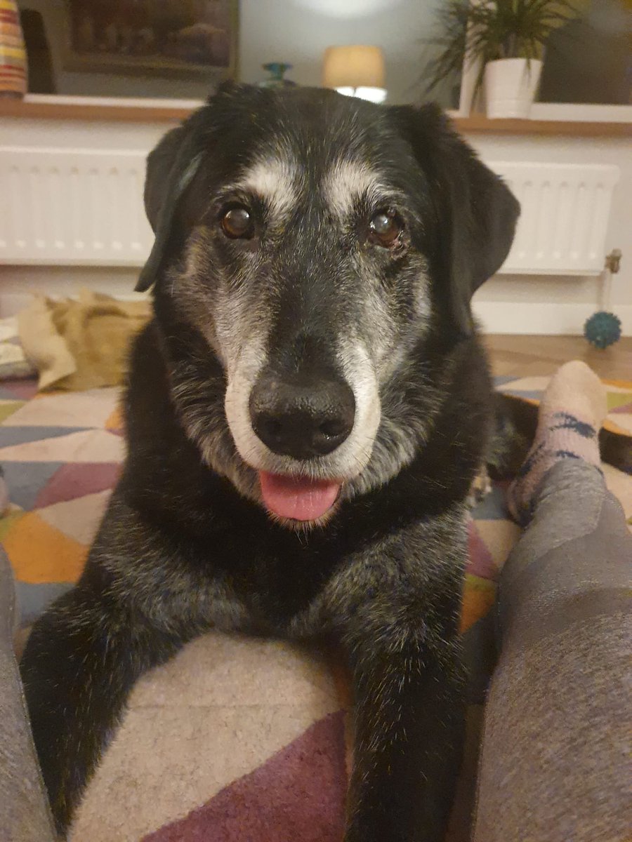 Hello everyone, I’m being good and resting just like the vet said and I’m feeling a bit better, but it’s not very easy when you still think you’re a Puppy ❤️‍🩹🤞🐶🐾🐾

#dogsoftwitter
#seniordogs