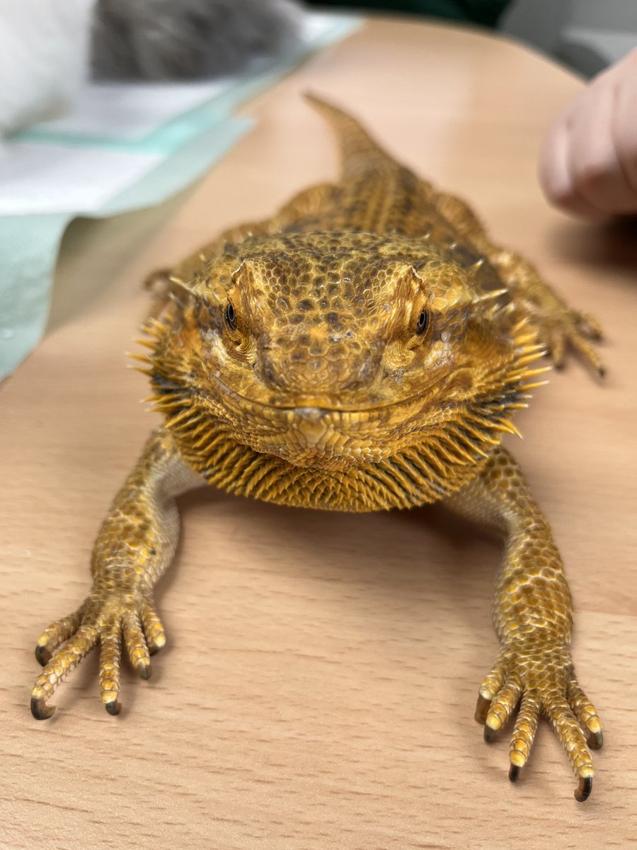 LathomPicu's tweet photo. Pet therapy day! Whoop whoop! #malepicu #mentalhealth https://t.co/P6K0OrDgrE