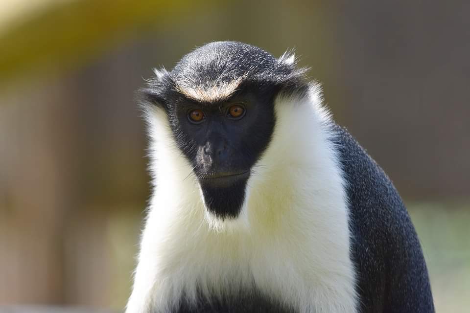 FoliaPrimatol's tweet photo. #WednesdayWisdom
It’s not surprising that different food types require different oral processing, but do #primates select easy to process foods?
Check out our #publication by Kane et al. on the #oralprocessing #behaviour of #dianamonkeys 🦷
Abstract: https://t.co/ioHA88IuxM https://t.co/abDsmXQWus